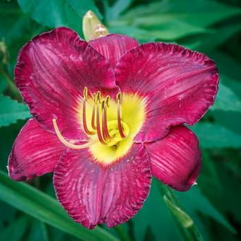 Лилейник Hemerocallis ‘Bela Lugosi’